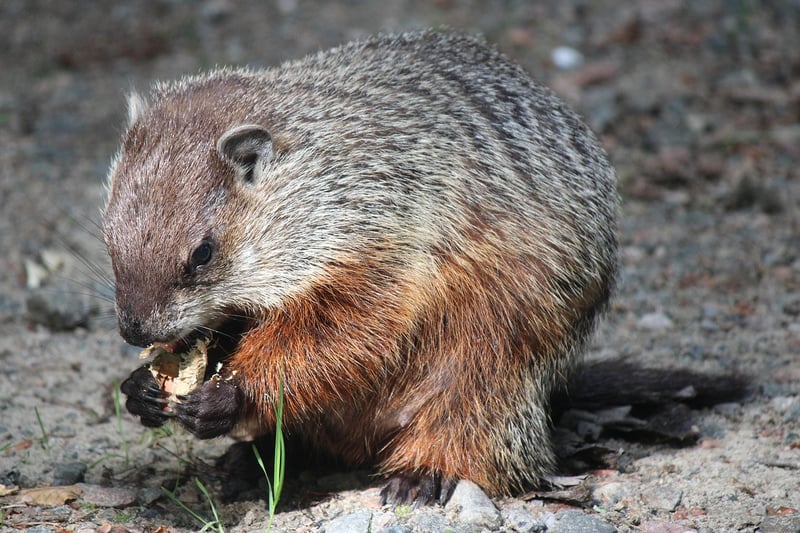 Groundhog Day